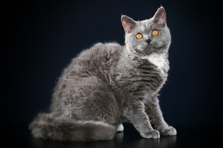 Selkirk Rex