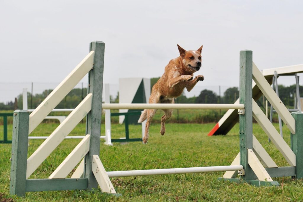 australian cattle dog durante gara agility