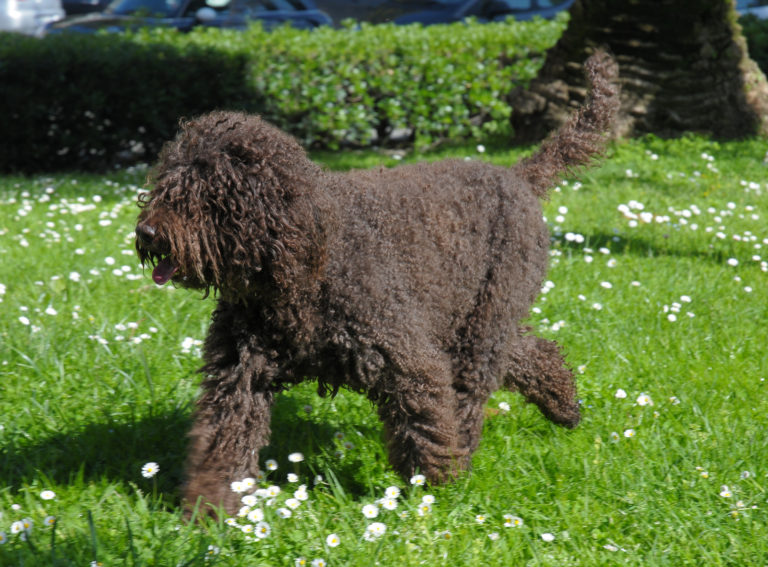 barbet in giardino