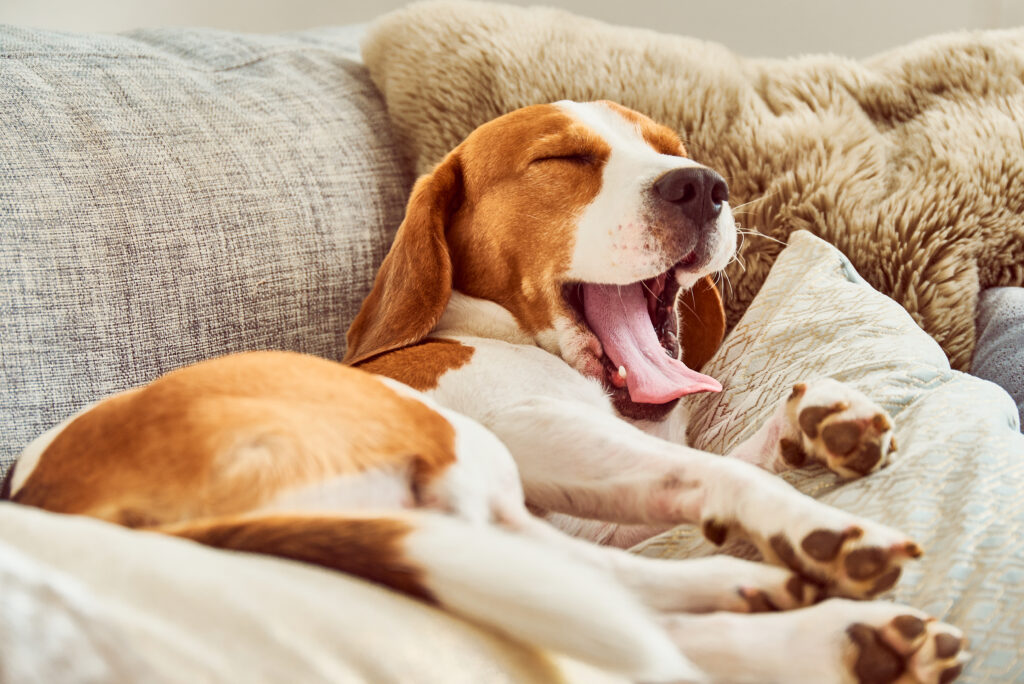 beagle stanco sul divano