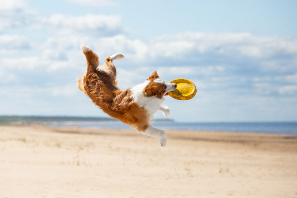 cane con frisbee in spiaggia