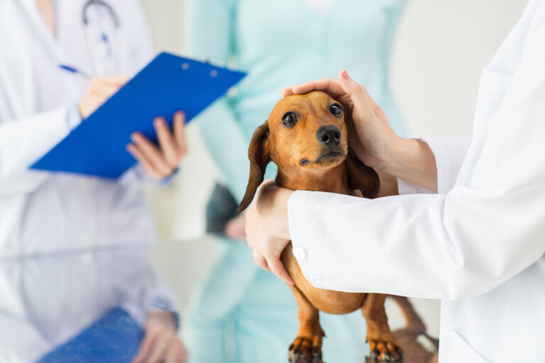 cane dal veterinario per esame parvovirus