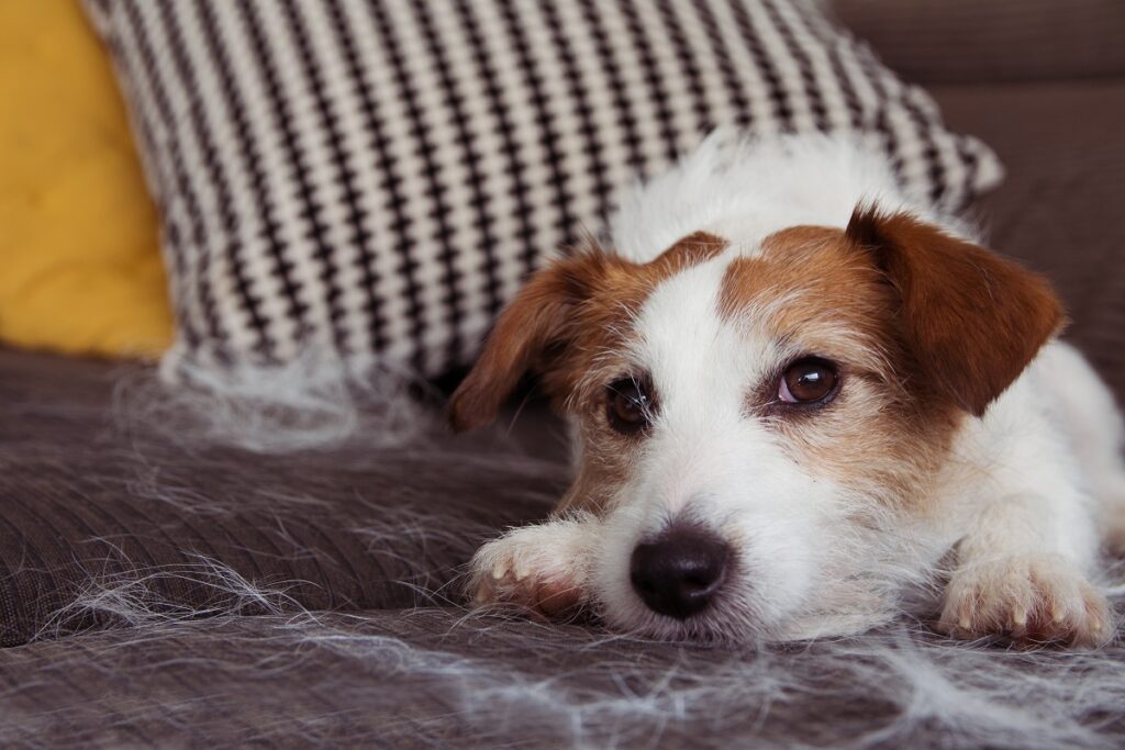 jack russell sul divano gioca e perde pelo