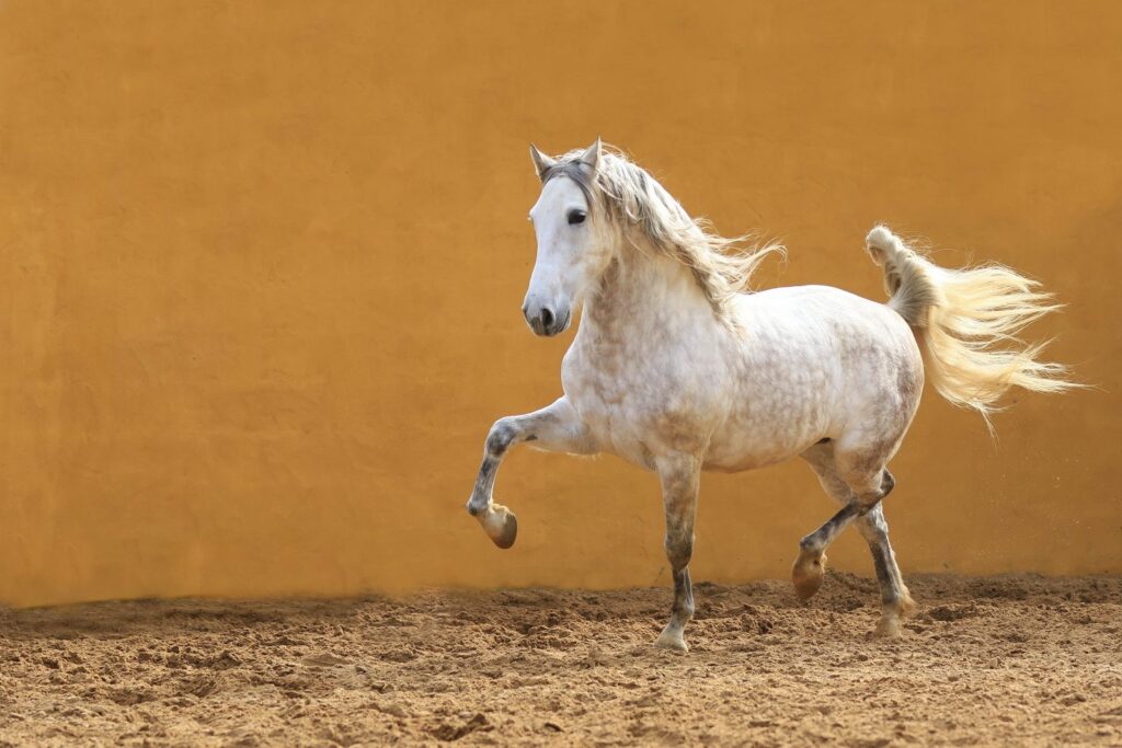 cavallo andaluso bianco