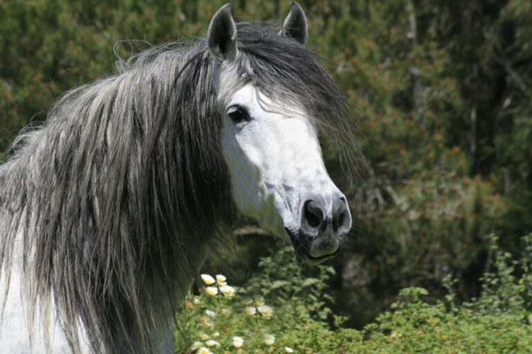 cavallo andaluso