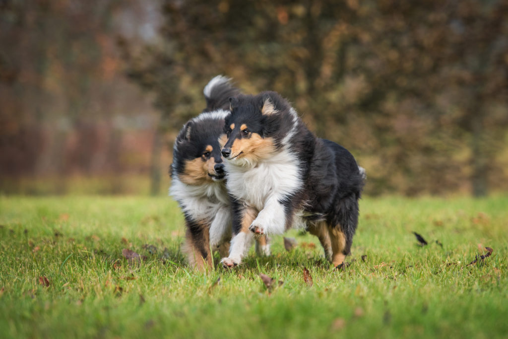 cuccioli di collie a pelo lungo giocano