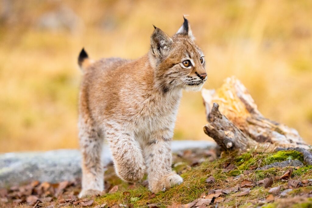 cucciolo di lince