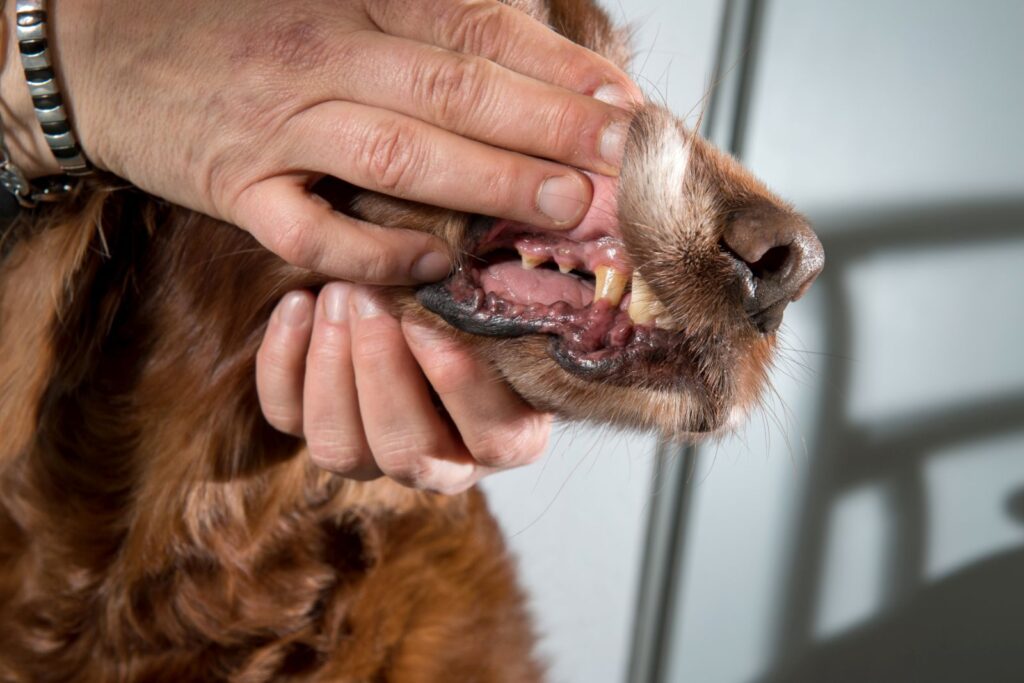 diagnosi anemia canina tramite esame mucosa muso