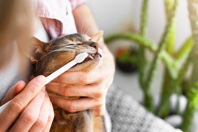 lavare e pulire denti al gatto