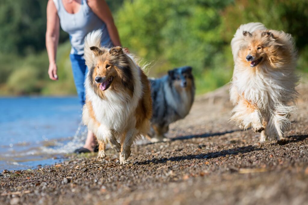 2 cani da pastore scozzese al lago