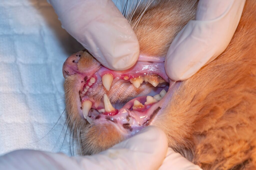veterinario pulisce denti gatto con tartaro e gengivite