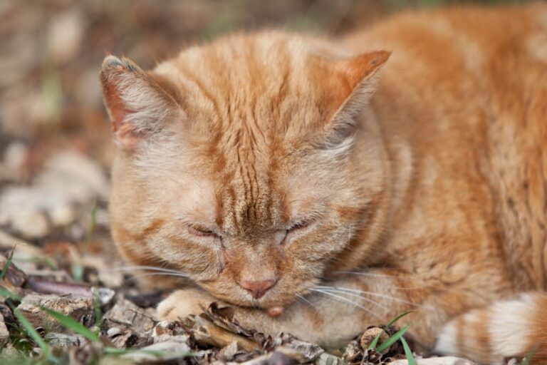 gatto con verruca su muso