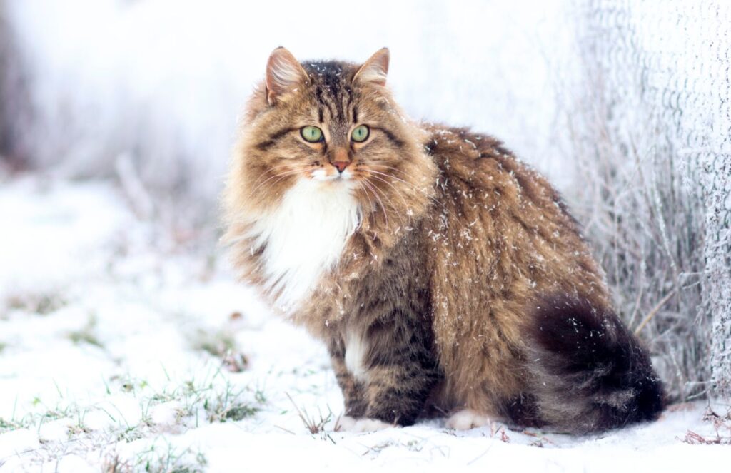 gatto siberiano nella neve