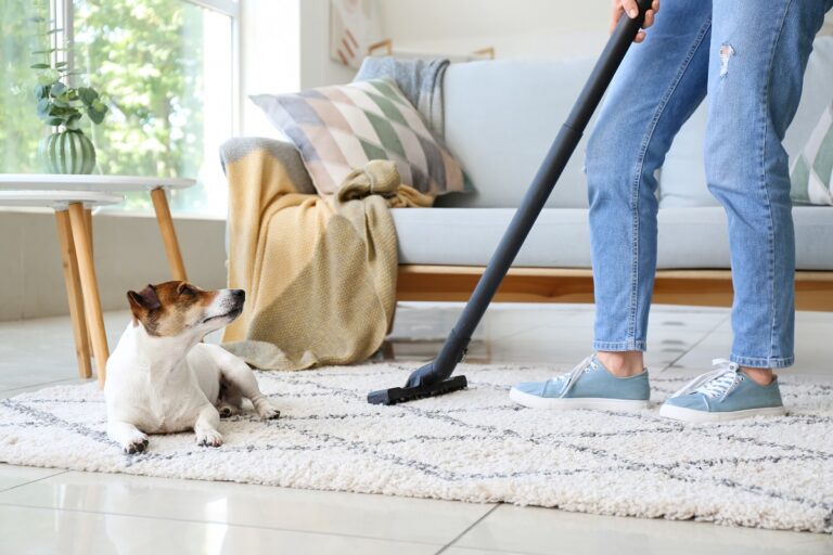 Eliminare i peli del cane da casa: come fare e cosa ti serve