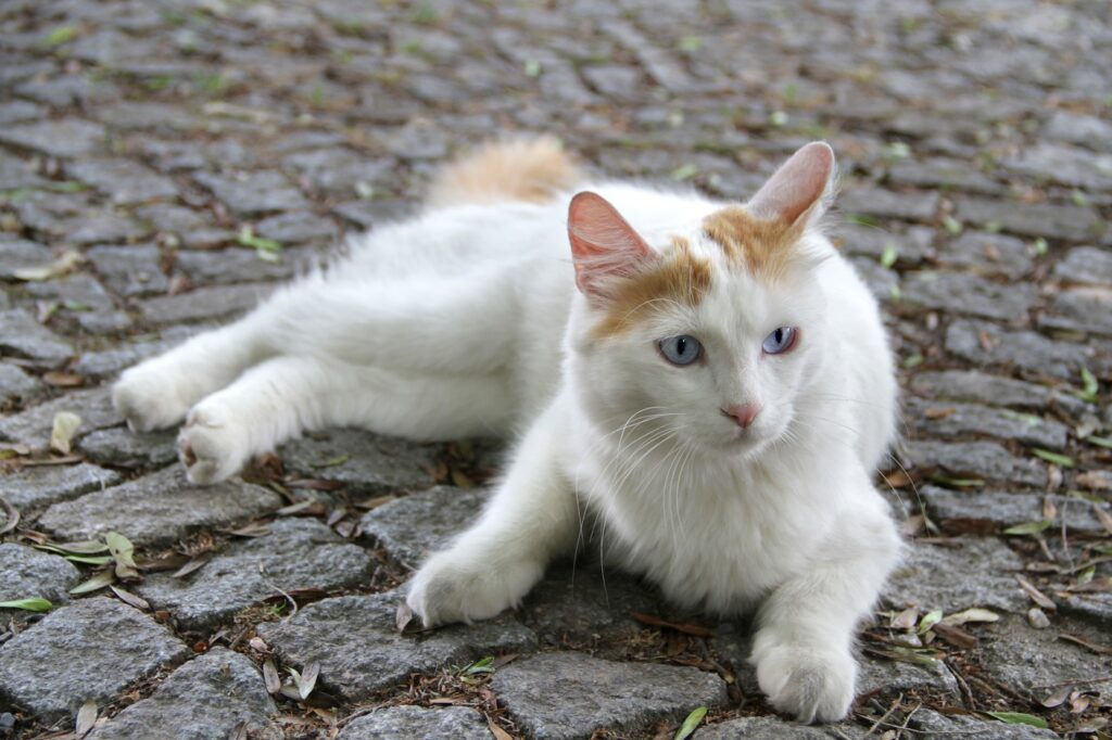 gatto turco van con occhi azzurri
