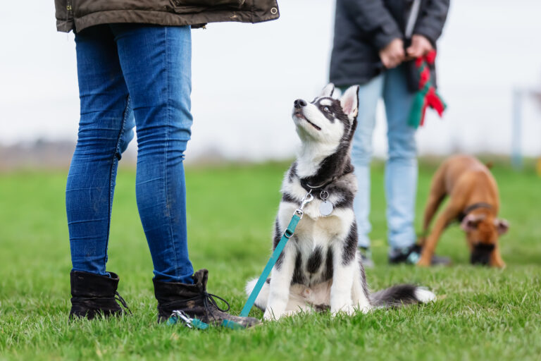 addestramento lunghina con cucciolo husky