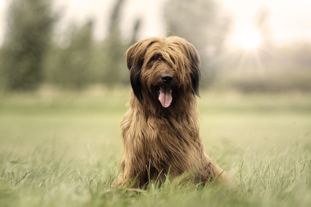 cane briard