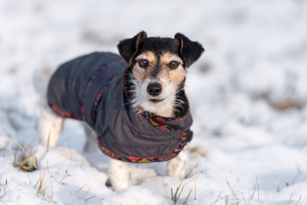 cane con cappottino invernale