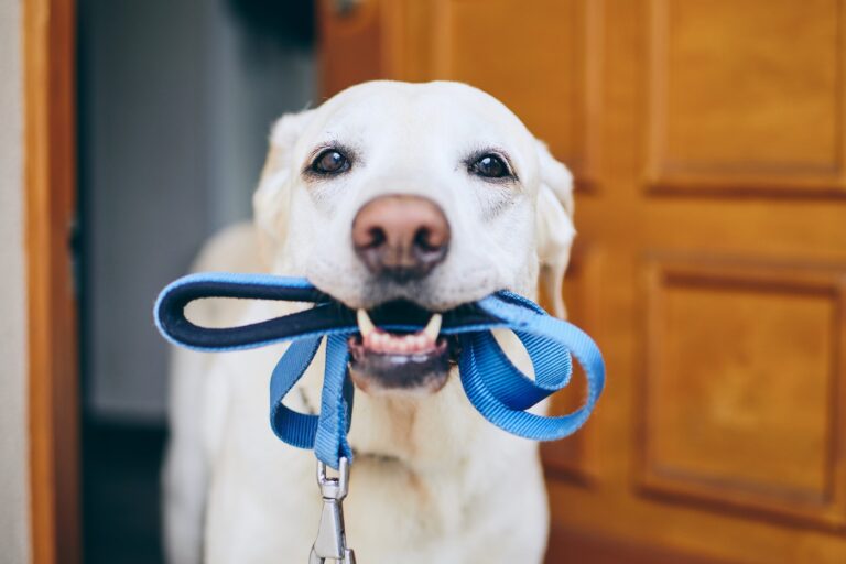 cane con guinzaglio in bocca