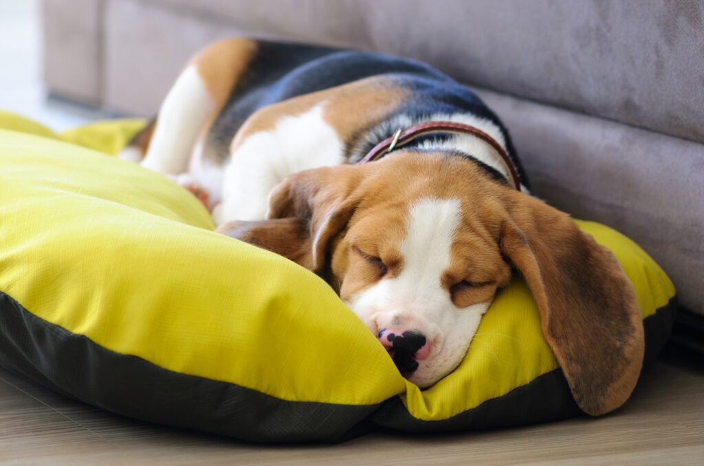 Beagle dorme nella cuccia