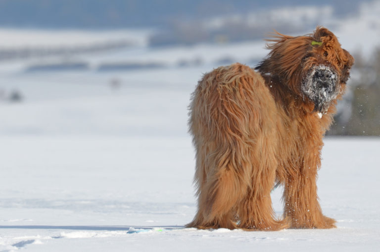 cane pastore brie nella neve