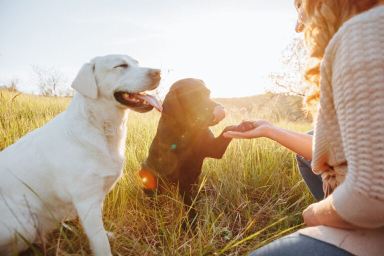 cani per persone allergiche