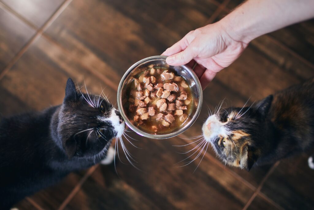 2 gatti davanti ciotola cibo umido