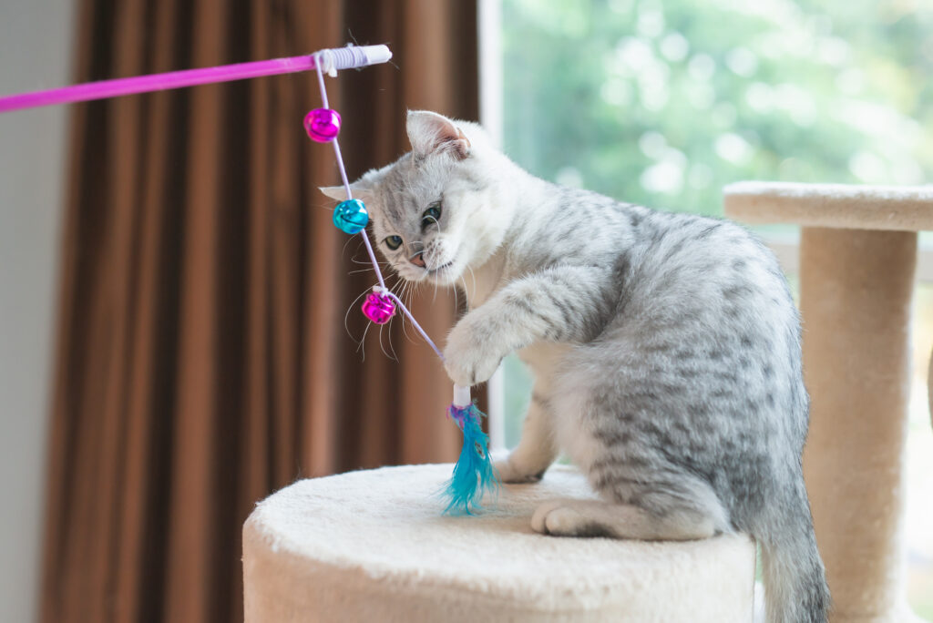 gattino gioca con cannetta con piuma