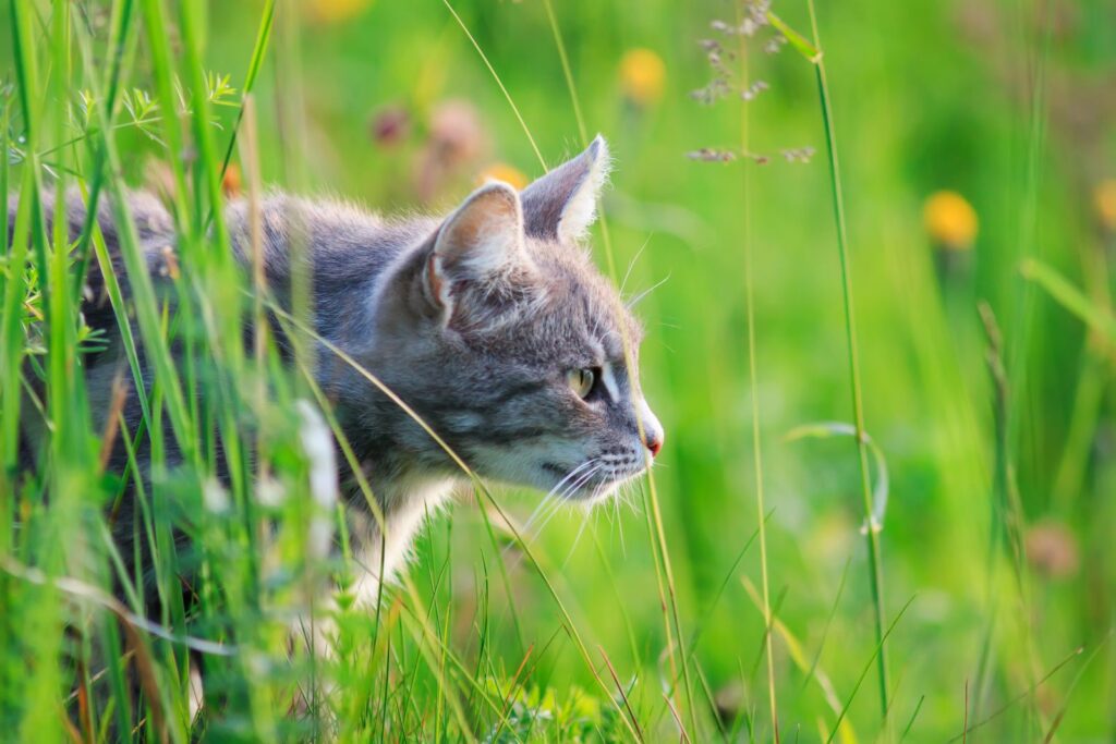 gatto nell'erba con istinto cacciatore