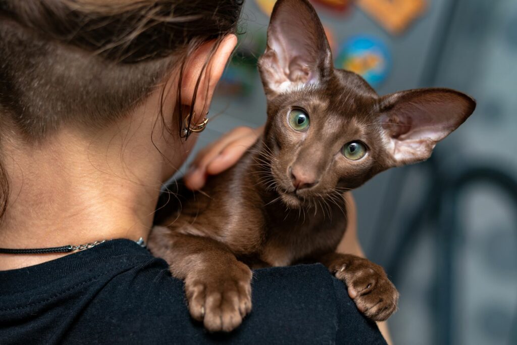 gatto orientale pelo corto marrone