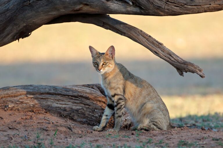 gatto selvatico africano