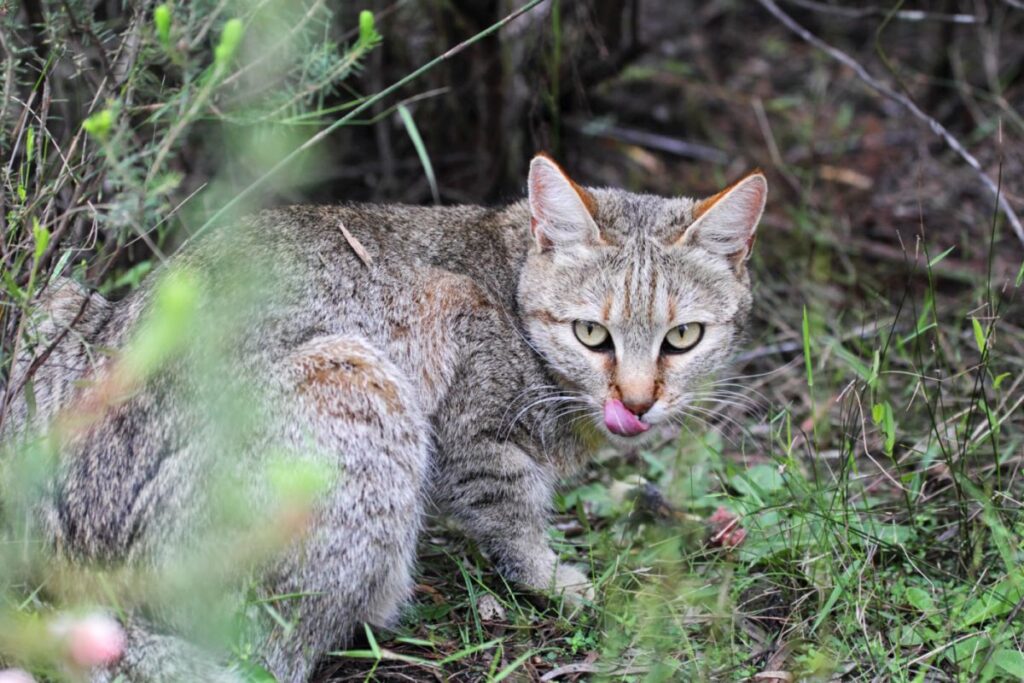 gatto selvatico africano