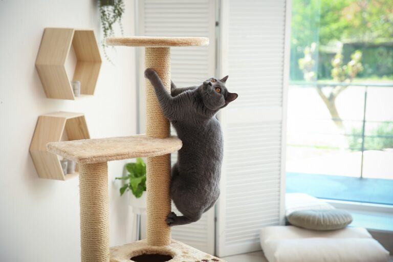 gatto si arrampica su tiragraffi