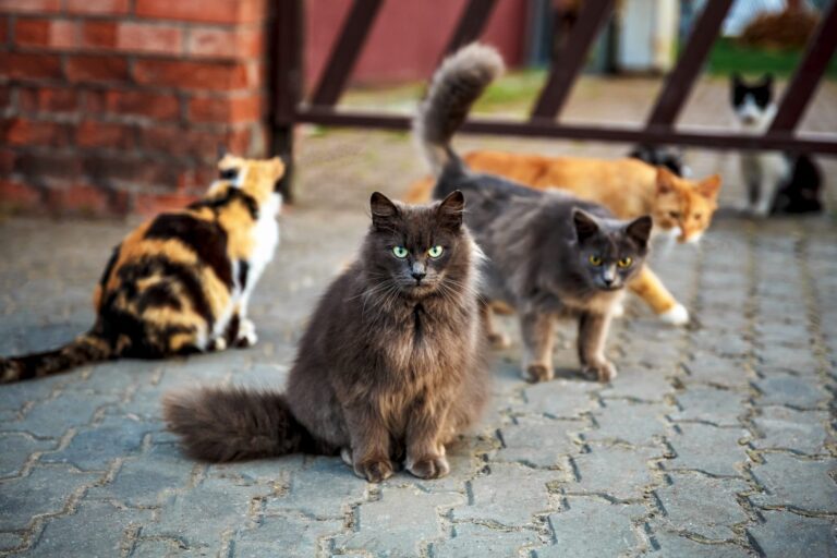 gruppo di gatti davanti al cancello
