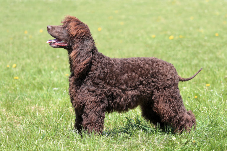 irish water spaniel