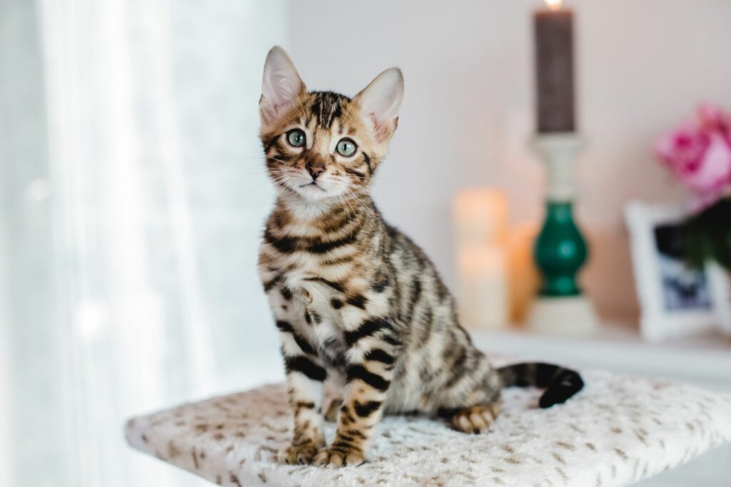 Bengala gattino
