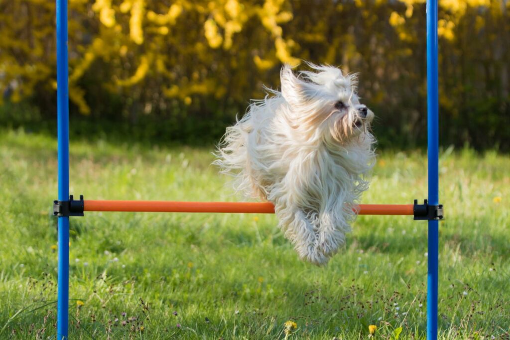 Bichon Havanese durante Agility Dog