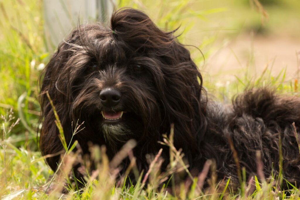 Havanese