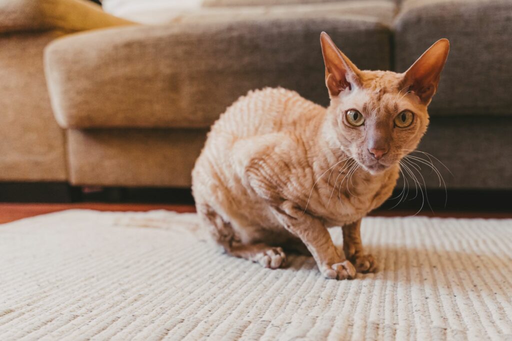 Peterbald gatto