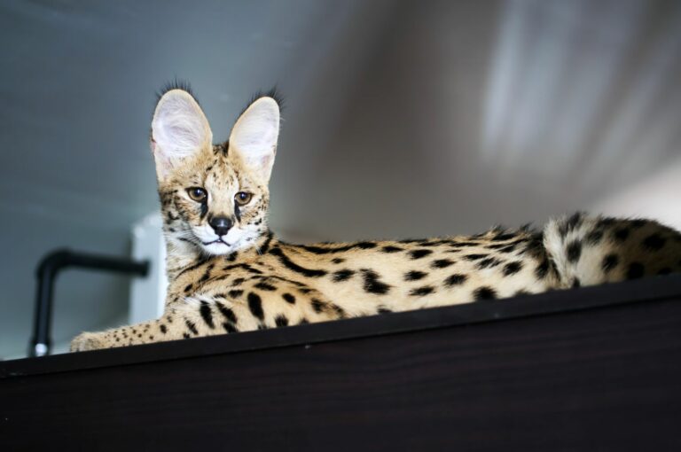Savannah gatto più costoso mondo