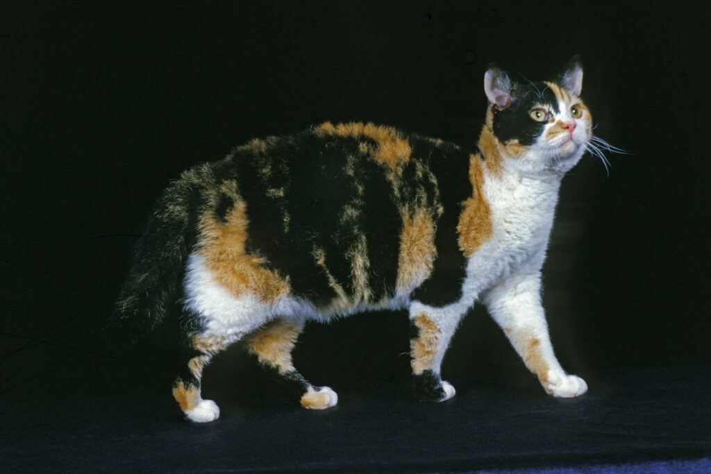 American Wirehair tricolore