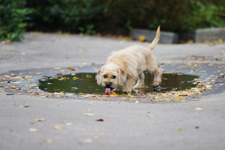 cane beve acqua sporca da pozzanghera
