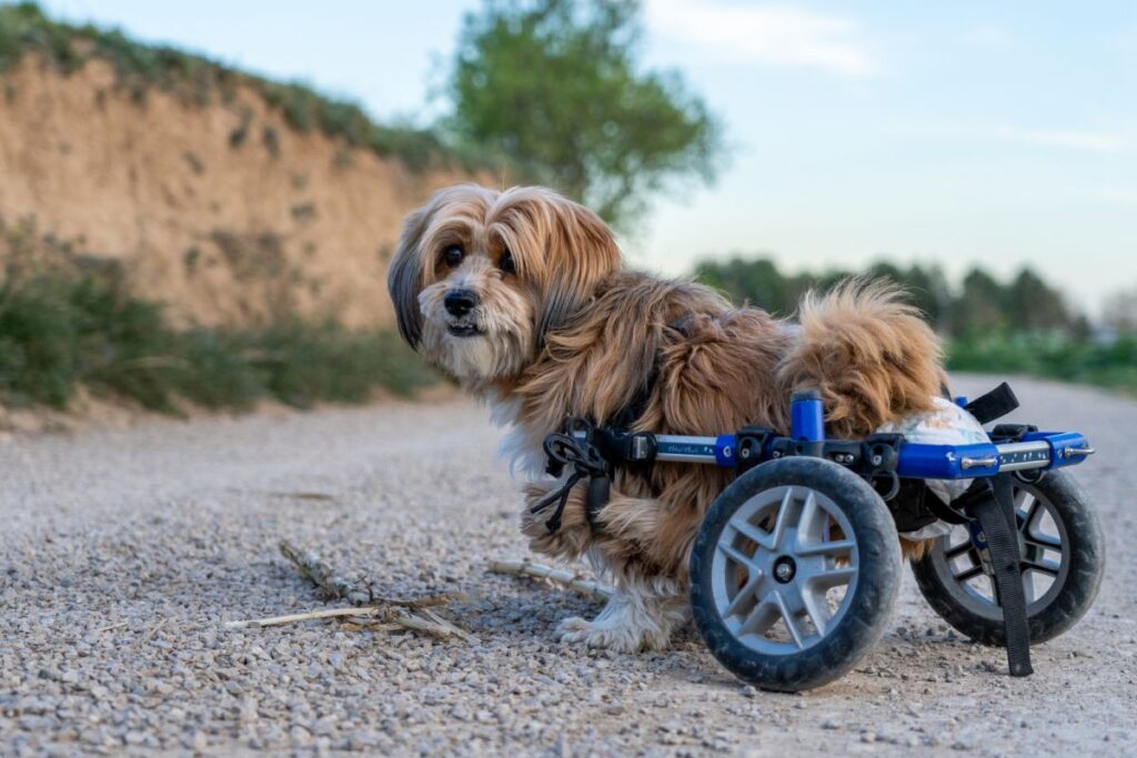 cane con sedia a rotelle dopo ernia del disco