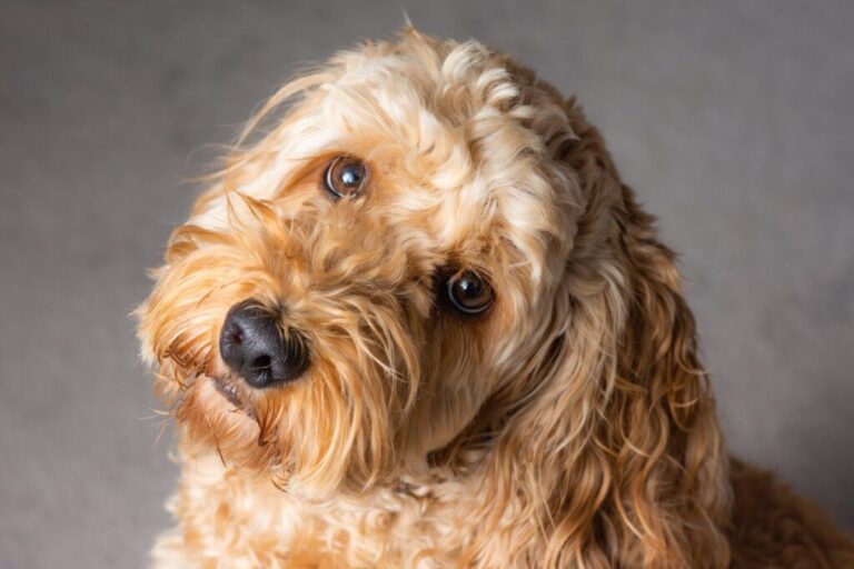 Cockapoo: aspetto, carattere, prezzo, cure | zooplus Magazine