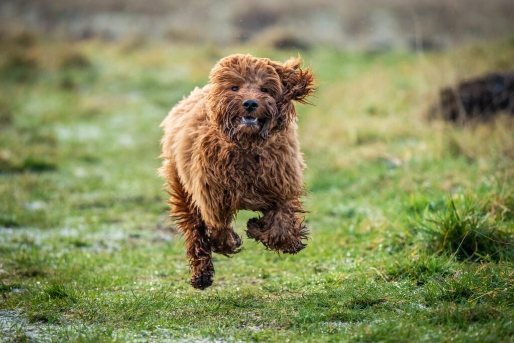 Cockapoo cucciolo corre nel prato