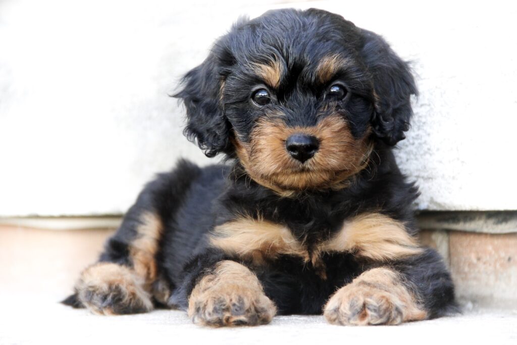 Cucciolo di Cavapoo