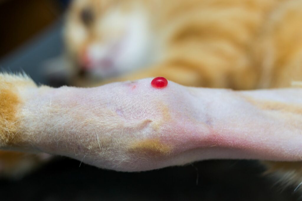 diagnosi artrite gatto