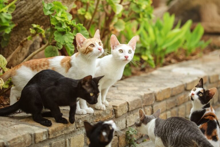 gatti con diversi colori di pelliccia