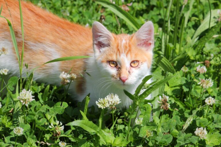 gatto affetto calicivirus