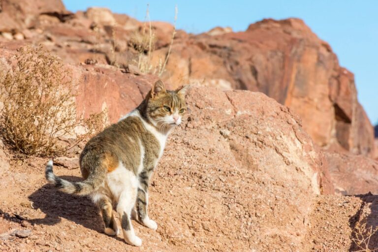 gatto in paesaggio desertico in Sinai